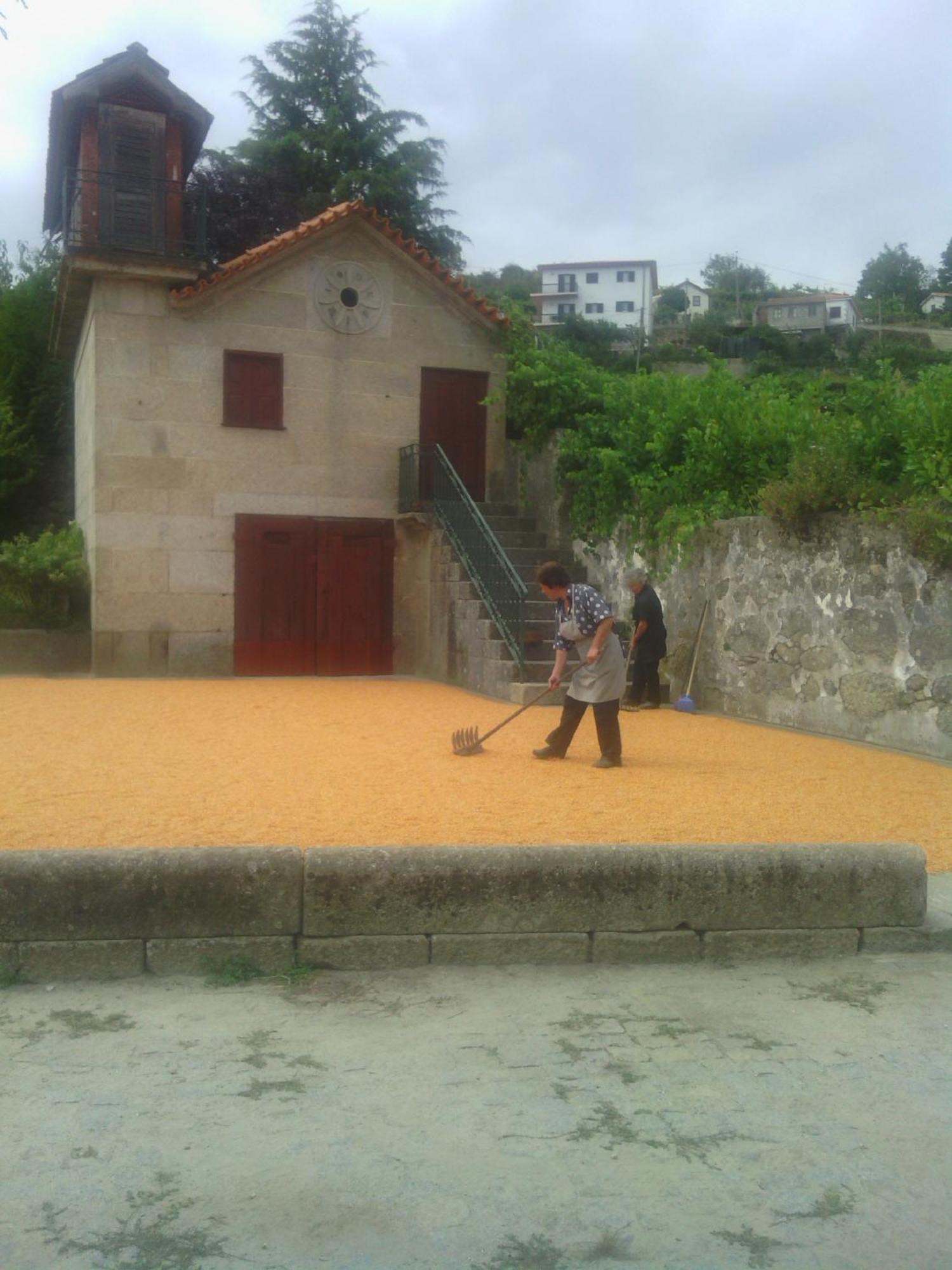 Quinta Da Casa Grande Pinheiro Pension Baião Buitenkant foto