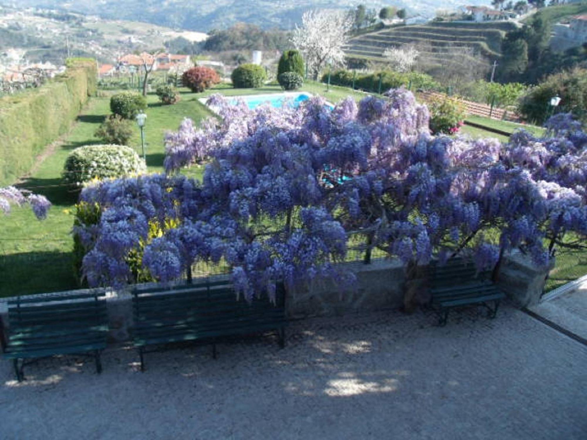 Quinta Da Casa Grande Pinheiro Pension Baião Buitenkant foto